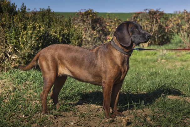 Bavarian Mountain Hound Dogs Breed - Information, Temperament, Size & Price | Pets4Homes