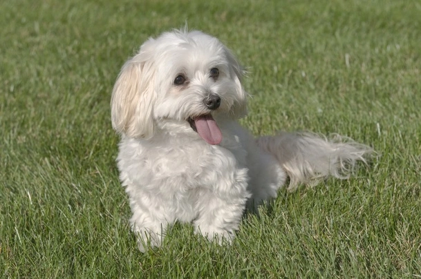 Maltipoo Dogs Breed - Information, Temperament, Size & Price | Pets4Homes