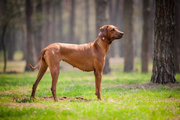 Rhodesian Ridgeback Dogs Ras: Karakter, Levensduur & Prijs | Puppyplaats