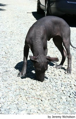 Xoloitzcuintle - Perro Sin Pelo Mexicano Dogs Raza - Características, Fotos & Precio | MundoAnimalia