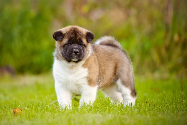 American Akita Dogs Ras: Karakter, Levensduur & Prijs | Puppyplaats