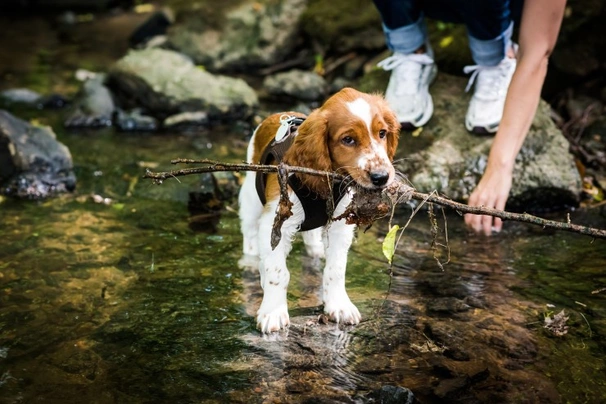 Welsh Springer Spaniel Dogs Breed - Information, Temperament, Size & Price | Pets4Homes