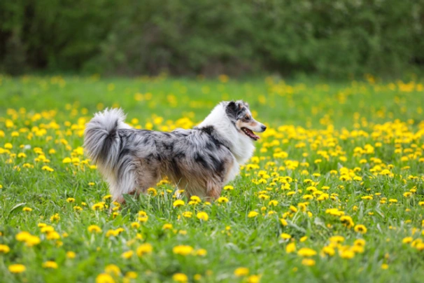 Shetland Sheepdog Dogs Breed - Information, Temperament, Size & Price | Pets4Homes