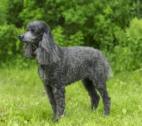 Standard Poodle Dogs Breed - Information, Temperament, Size & Price | Pets4Homes