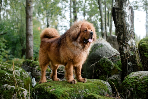 Tibetan Mastiff Dogs Breed - Information, Temperament, Size & Price | Pets4Homes