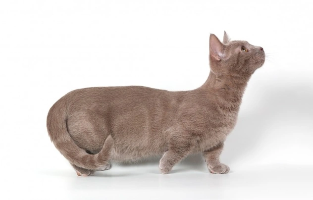 Munchkin Cats Breed - Information, Temperament, Size & Price | Pets4Homes