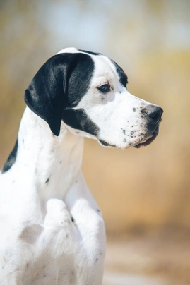 Pointer Dogs Ras: Karakter, Levensduur & Prijs | Puppyplaats