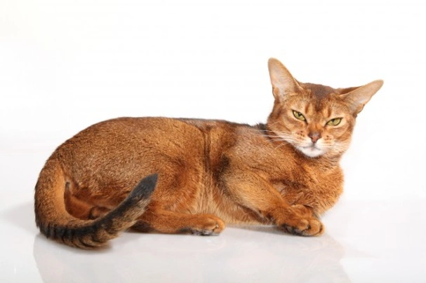 Abyssinian Cats Breed - Information, Temperament, Size & Price | Pets4Homes