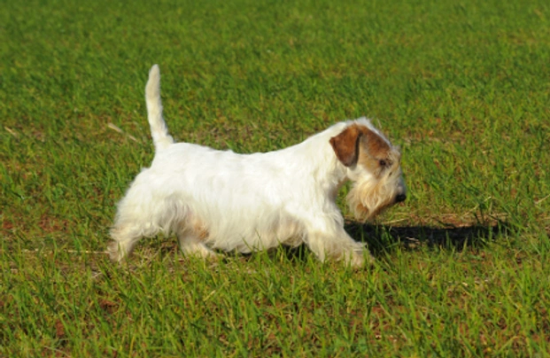 Sealyham Terrier Dogs Breed - Information, Temperament, Size & Price | Pets4Homes