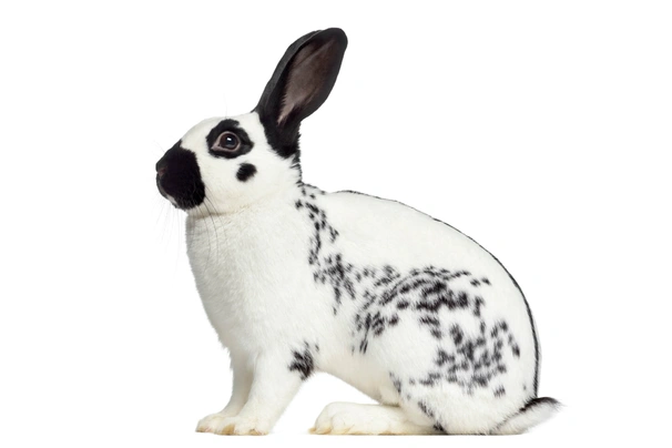 English Rabbits Breed - Information, Temperament, Size & Price | Pets4Homes