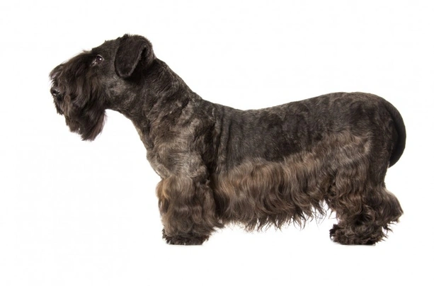 Cesky Terrier Dogs Breed - Information, Temperament, Size & Price | Pets4Homes