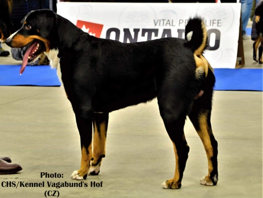 Appenzeller Sennenhond Dogs Ras: Karakter, Levensduur & Prijs | Puppyplaats