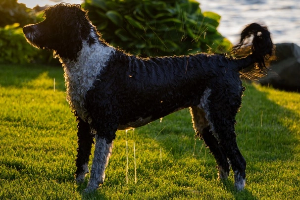 Portuguese Water Dog Dogs Breed - Information, Temperament, Size & Price | Pets4Homes