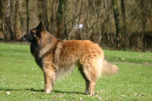 Belgian Shepherd Dog Dogs Breed - Information, Temperament, Size & Price | Pets4Homes