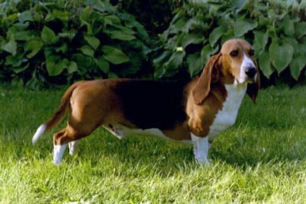 Basset Artésien Normand Dogs Ras: Karakter, Levensduur & Prijs | Puppyplaats