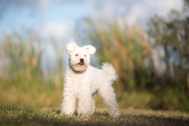 Hungarian Pumi Dogs Breed - Information, Temperament, Size & Price | Pets4Homes