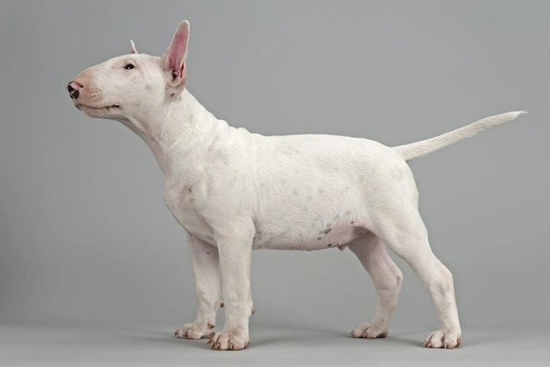 English Bull Terrier Dogs Breed - Information, Temperament, Size & Price | Pets4Homes