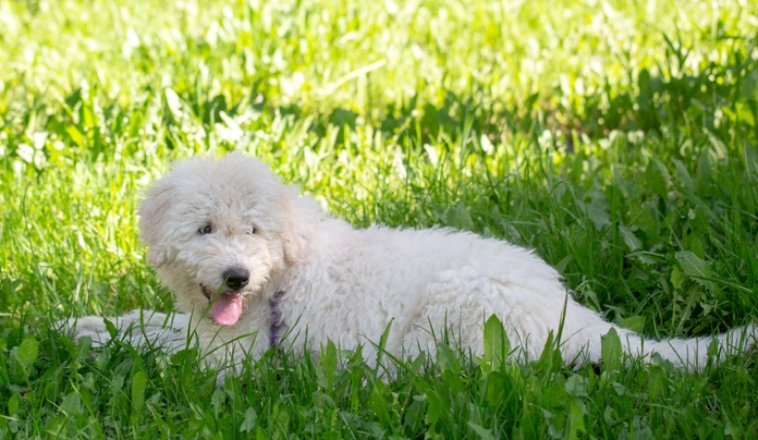 Komondor Dogs Breed - Information, Temperament, Size & Price | Pets4Homes