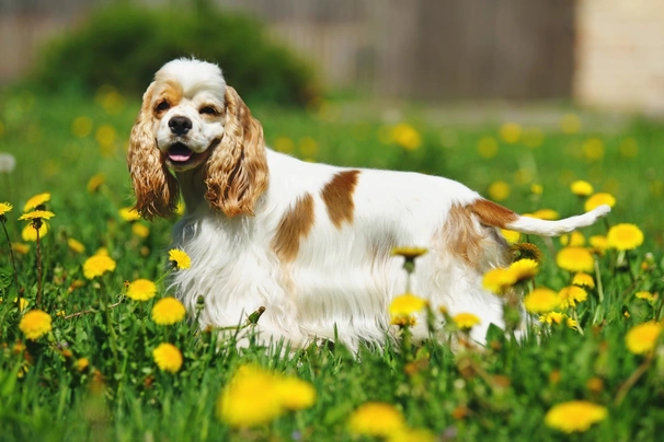 Amerikaanse Cocker Spaniel Dogs Ras: Karakter, Levensduur & Prijs | Puppyplaats