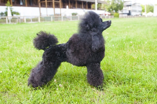 Miniature Poodle Dogs Breed - Information, Temperament, Size & Price | Pets4Homes