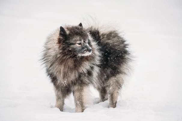 Keeshond Dogs Ras: Karakter, Levensduur & Prijs | Puppyplaats