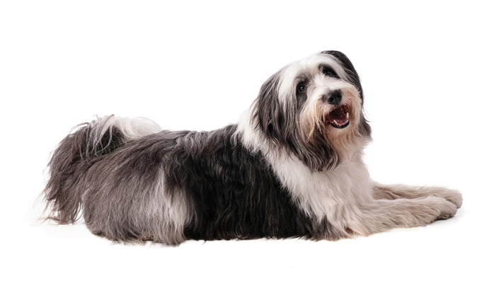 Polish Lowland Sheepdog Dogs Breed - Information, Temperament, Size & Price | Pets4Homes