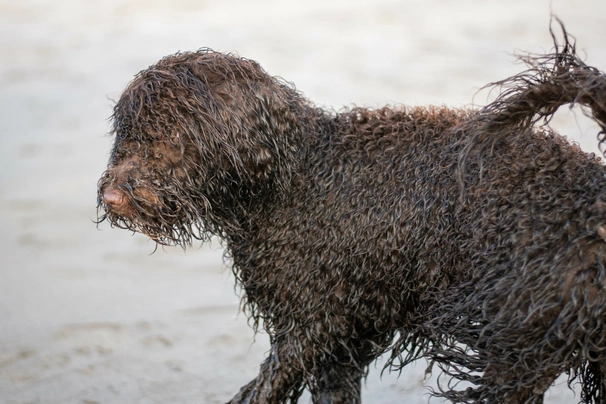 Perro de Agua Irlandés Dogs Raza - Características, Fotos & Precio | MundoAnimalia