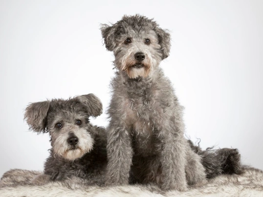 Hungarian Pumi Dogs Breed - Information, Temperament, Size & Price | Pets4Homes