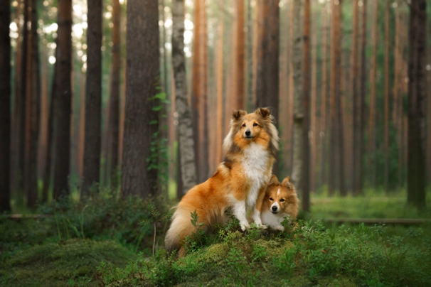 Shetland Sheepdog (Sheltie) Dogs Ras: Karakter, Levensduur & Prijs | Puppyplaats