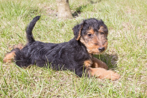 Welsh Terriër Dogs Ras: Karakter, Levensduur & Prijs | Puppyplaats