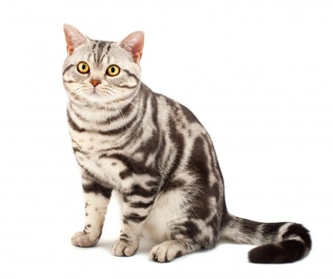 American Shorthair Cats Breed - Information, Temperament, Size & Price | Pets4Homes