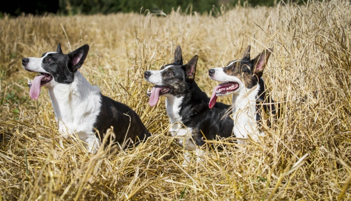 Welsh Corgi Cardigan Dogs Breed - Information, Temperament, Size & Price | Pets4Homes