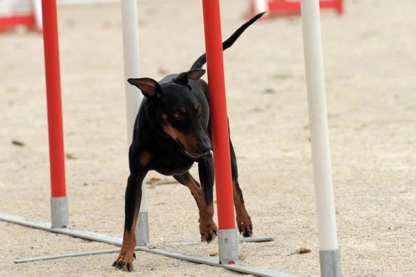 Manchester Terrier Dogs Breed - Information, Temperament, Size & Price | Pets4Homes