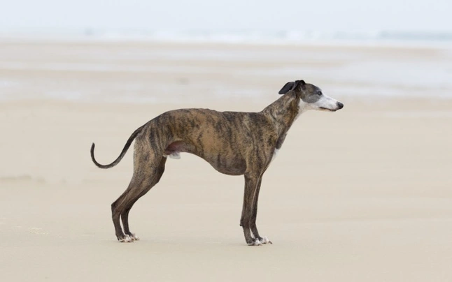 Whippet Dogs Ras: Karakter, Levensduur & Prijs | Puppyplaats