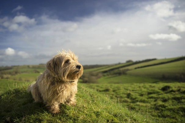 Norfolk Terrier Dogs Breed - Information, Temperament, Size & Price | Pets4Homes