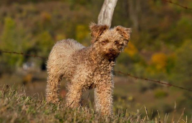 Hungarian Pumi Dogs Breed - Information, Temperament, Size & Price | Pets4Homes