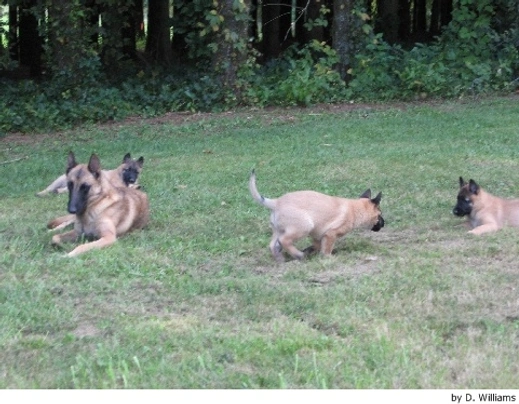 Pastor Belga Malinois Dogs Raza - Características, Fotos & Precio | MundoAnimalia