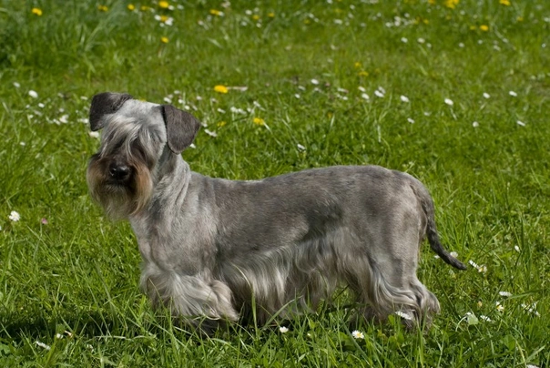 Cesky Terrier Dogs Breed - Information, Temperament, Size & Price | Pets4Homes