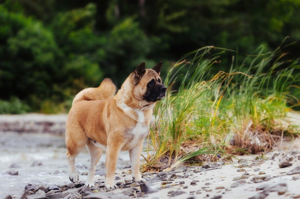 American Akita Dogs Ras: Karakter, Levensduur & Prijs | Puppyplaats