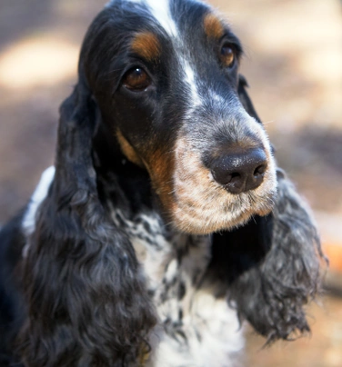 Engelse Cocker Spaniel Dogs Ras: Karakter, Levensduur & Prijs | Puppyplaats