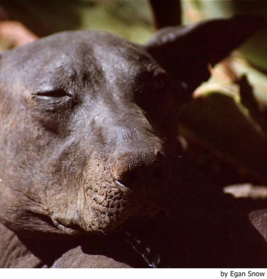 Xoloitzcuintle - Perro Sin Pelo Mexicano Dogs Raza - Características, Fotos & Precio | MundoAnimalia