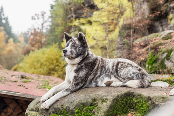 Akita Dogs Breed - Information, Temperament, Size & Price | Pets4Homes