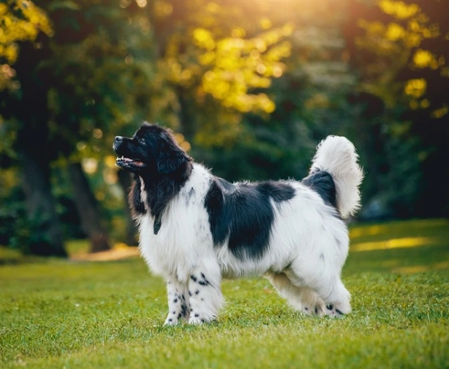 Newfoundland Dogs Breed - Information, Temperament, Size & Price | Pets4Homes