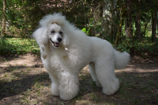 Standard Poodle Dogs Breed - Information, Temperament, Size & Price | Pets4Homes