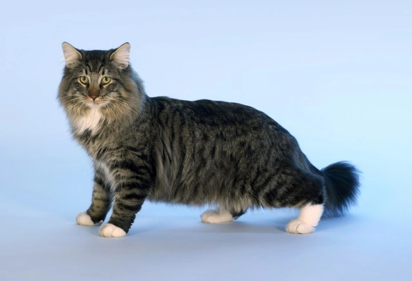 Norwegian Forest Cat Cats Breed - Information, Temperament, Size & Price | Pets4Homes