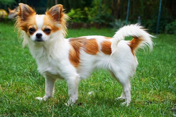 Chihuahua Dogs Ras: Karakter, Levensduur & Prijs | Puppyplaats