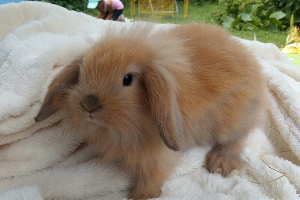 Mini Lion Lop Rabbits Breed - Information, Temperament, Size & Price | Pets4Homes