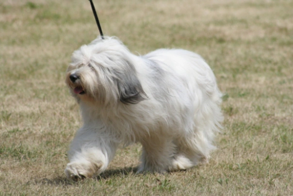 Polish Lowland Sheepdog Dogs Breed - Information, Temperament, Size & Price | Pets4Homes