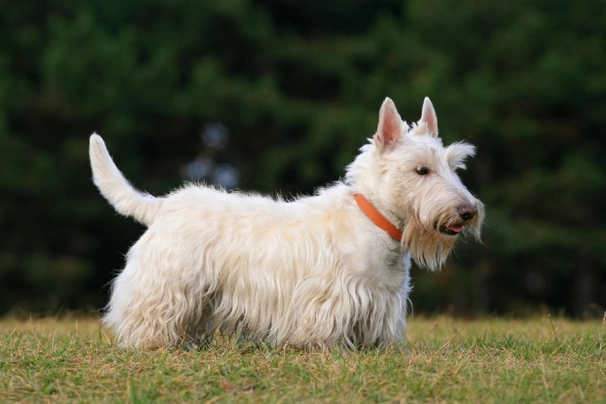 Scottish Terrier Dogs Breed - Information, Temperament, Size & Price | Pets4Homes