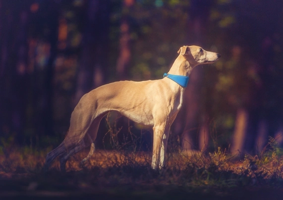 Whippet Dogs Breed - Information, Temperament, Size & Price | Pets4Homes